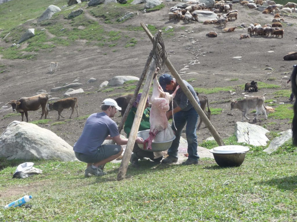 Two men slaughtering a lamb that is tied up on a teepee stand with animals grazing on the mountain in the background