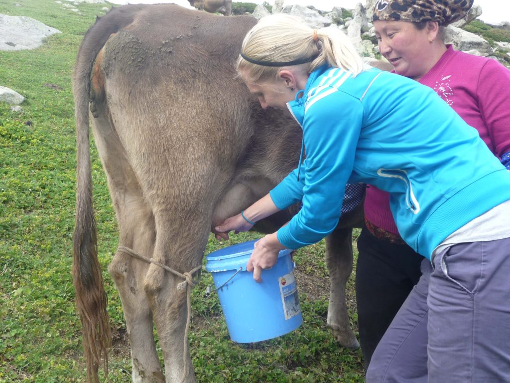 Two women hand milking a cow into a blue bucket on the mountainside