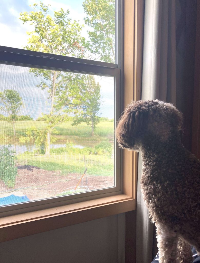 Dog looking out the window