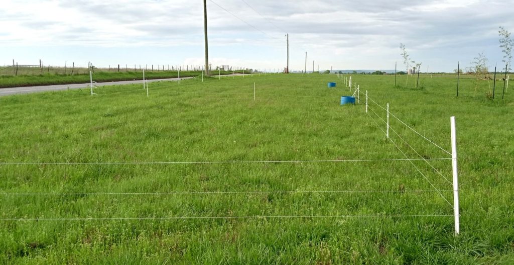 Green pasture with fencing for animals.