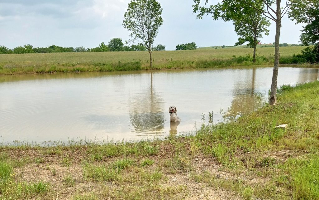 Pond full of water with a dog sitting in the water