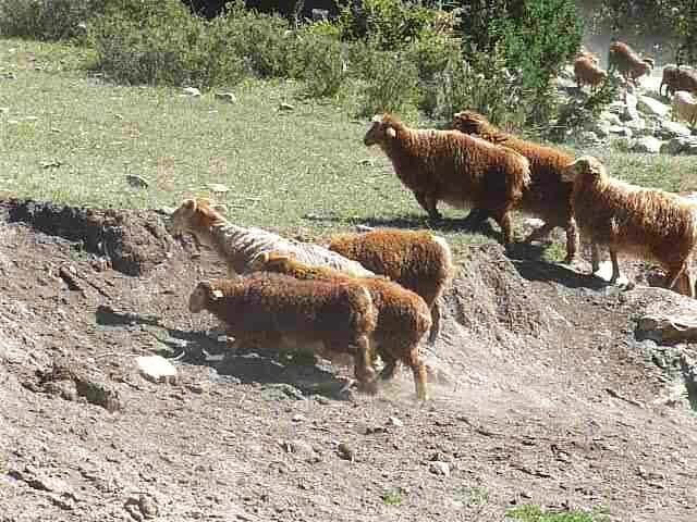 Sheep climbing a rocky hill 