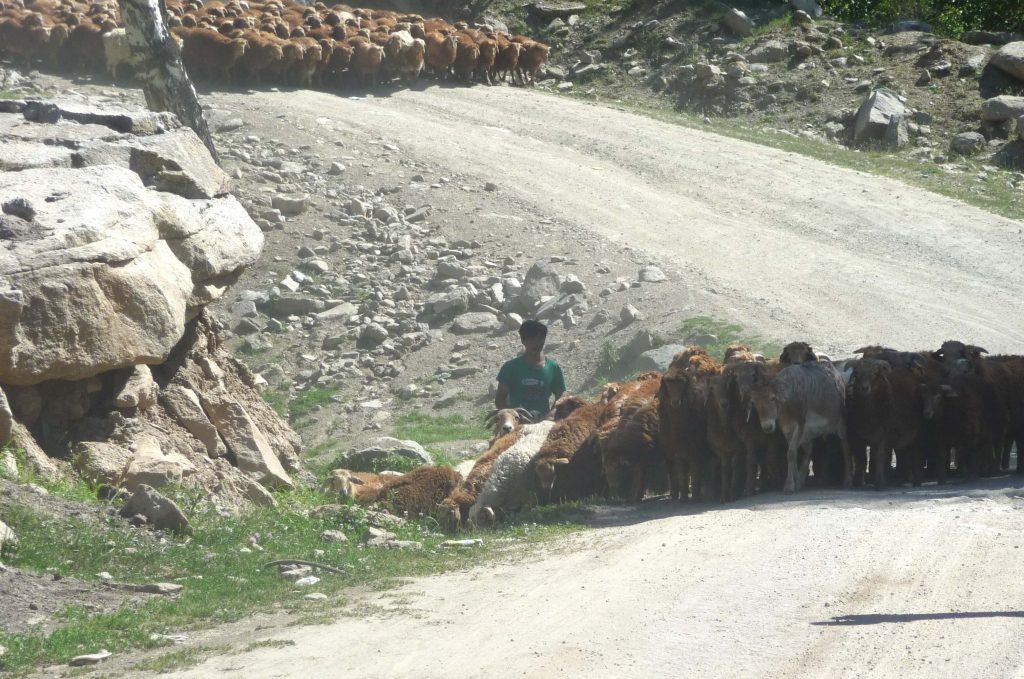 Shepherd with their sheep on a windy dirt road