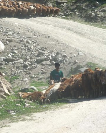 Shepherd leading his sheep on windy path